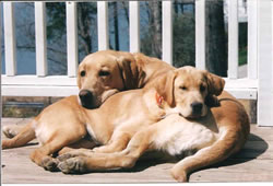 Hat Creek Retrievers