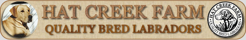 Hat Creek Retrievers